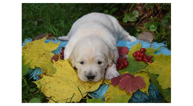 Щенки папийона (папильона) в питомнике Бон Плезир Щенки папийона (папильона) в питомнике Бон Плезир