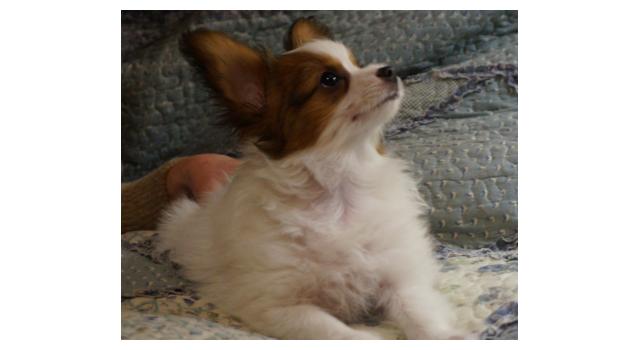 Щенки папийона (папильона) в питомнике Бон Плезир Щенки папийона (папильона) в питомнике Бон Плезир