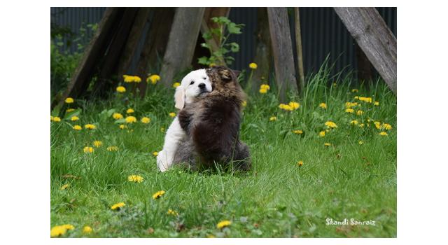 Puppies of papillon in Bon Plaisir Kennel Puppies of papillon in Bon Plaisir Kennel