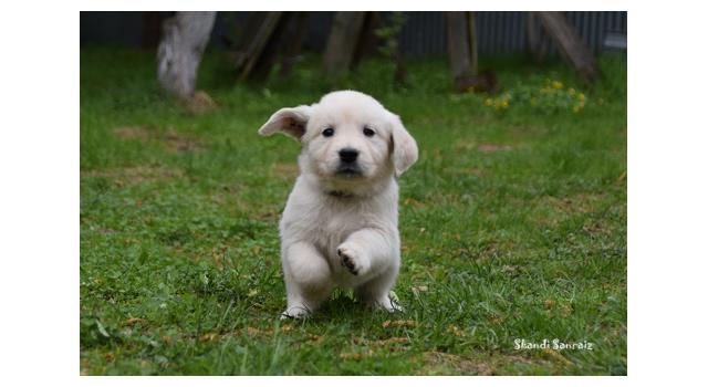 Puppies of papillon in Bon Plaisir Kennel Puppies of papillon in Bon Plaisir Kennel