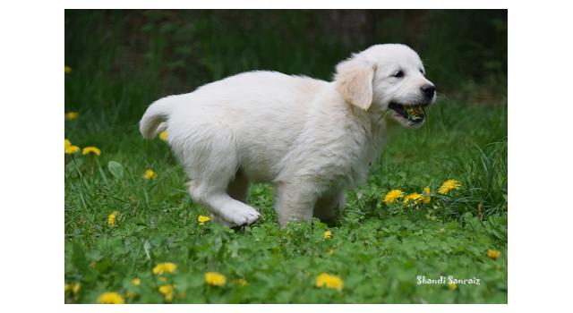 Puppies of papillon in Bon Plaisir Kennel Puppies of papillon in Bon Plaisir Kennel