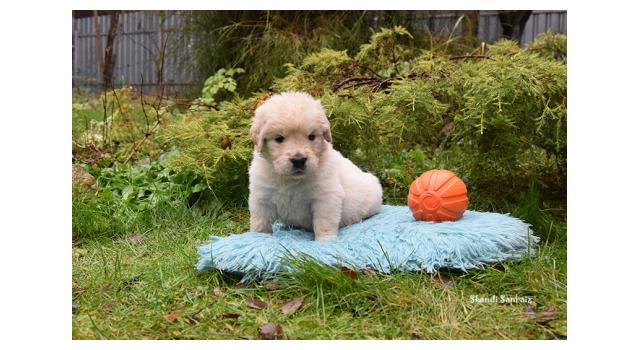 Щенки папийона (папильона) в питомнике Бон Плезир Щенки папийона (папильона) в питомнике Бон Плезир