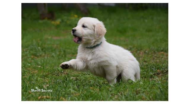 Puppies of papillon in Bon Plaisir Kennel Puppies of papillon in Bon Plaisir Kennel