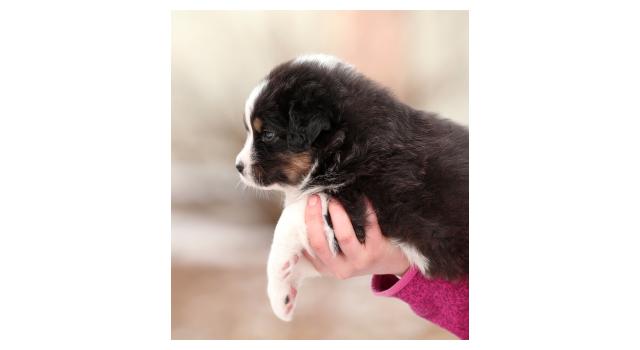 Щенки папийона (папильона) в питомнике Бон Плезир Щенки папийона (папильона) в питомнике Бон Плезир