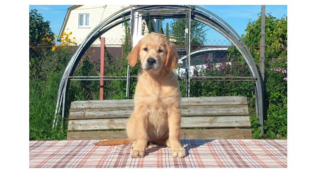 Щенки папийона (папильона) в питомнике Бон Плезир Щенки папийона (папильона) в питомнике Бон Плезир