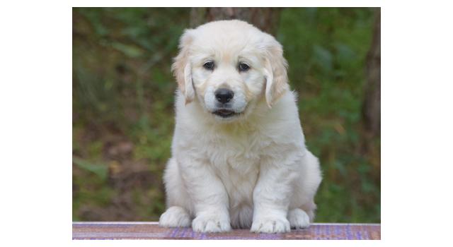 Щенки папийона (папильона) в питомнике Бон Плезир Щенки папийона (папильона) в питомнике Бон Плезир