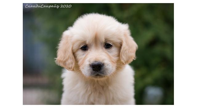Щенки папийона (папильона) в питомнике Бон Плезир Щенки папийона (папильона) в питомнике Бон Плезир