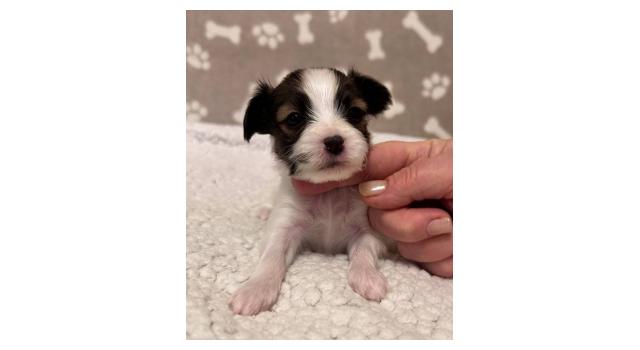 Щенки папийона (папильона) в питомнике Бон Плезир Щенки папийона (папильона) в питомнике Бон Плезир