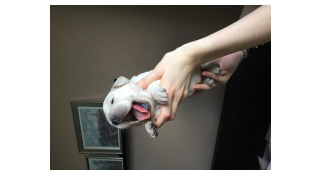 Щенки папийона (папильона) в питомнике Бон Плезир Щенки папийона (папильона) в питомнике Бон Плезир