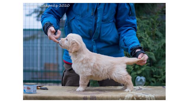 Щенки папийона (папильона) в питомнике Бон Плезир Щенки папийона (папильона) в питомнике Бон Плезир