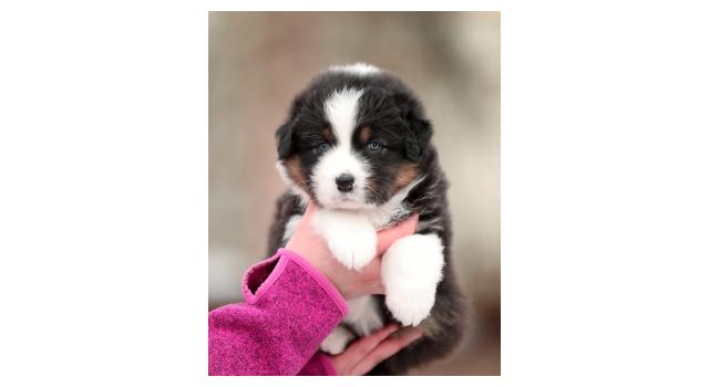 Щенки папийона (папильона) в питомнике Бон Плезир Щенки папийона (папильона) в питомнике Бон Плезир