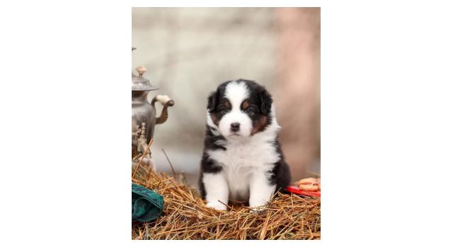 Щенки папийона (папильона) в питомнике Бон Плезир Щенки папийона (папильона) в питомнике Бон Плезир