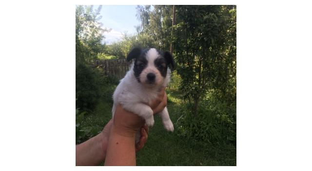 Щенки папийона (папильона) в питомнике Бон Плезир Щенки папийона (папильона) в питомнике Бон Плезир