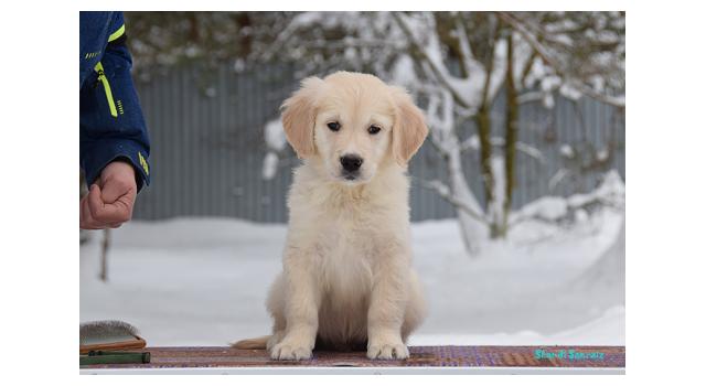 Щенки папийона (папильона) в питомнике Бон Плезир Щенки папийона (папильона) в питомнике Бон Плезир