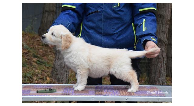 Щенки папийона (папильона) в питомнике Бон Плезир Щенки папийона (папильона) в питомнике Бон Плезир