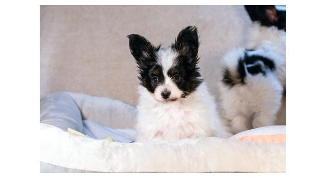 Щенки папийона (папильона) в питомнике Бон Плезир Щенки папийона (папильона) в питомнике Бон Плезир
