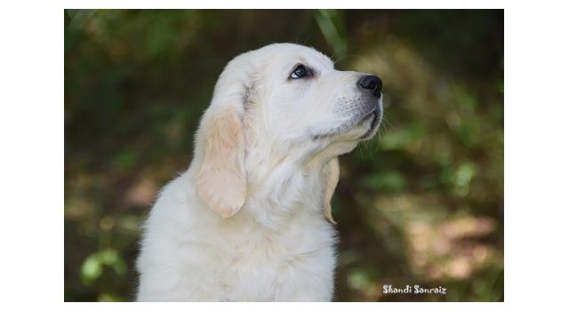 Щенки папийона (папильона) в питомнике Бон Плезир Щенки папийона (папильона) в питомнике Бон Плезир
