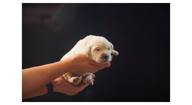 Щенки папийона (папильона) в питомнике Бон Плезир Щенки папийона (папильона) в питомнике Бон Плезир