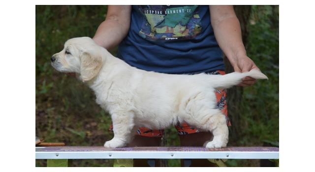 Щенки папийона (папильона) в питомнике Бон Плезир Щенки папийона (папильона) в питомнике Бон Плезир