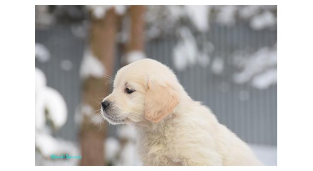 Щенки папийона (папильона) в питомнике Бон Плезир Щенки папийона (папильона) в питомнике Бон Плезир
