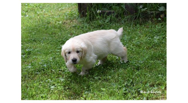 Щенки папийона (папильона) в питомнике Бон Плезир Щенки папийона (папильона) в питомнике Бон Плезир