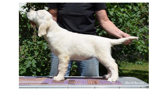 Puppies of papillon in Bon Plaisir Kennel Puppies of papillon in Bon Plaisir Kennel
