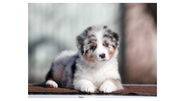 Щенки папийона (папильона) в питомнике Бон Плезир Щенки папийона (папильона) в питомнике Бон Плезир