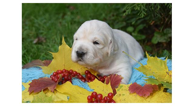Щенки папийона (папильона) в питомнике Бон Плезир Щенки папийона (папильона) в питомнике Бон Плезир