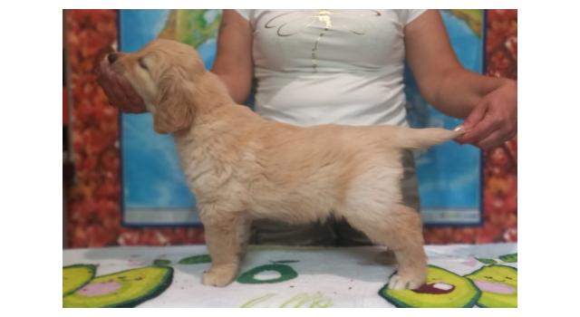 Щенки папийона (папильона) в питомнике Бон Плезир Щенки папийона (папильона) в питомнике Бон Плезир