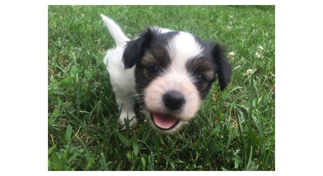 Щенки папийона (папильона) в питомнике Бон Плезир Щенки папийона (папильона) в питомнике Бон Плезир