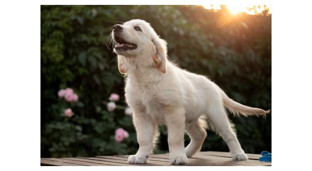 Щенки папийона (папильона) в питомнике Бон Плезир Щенки папийона (папильона) в питомнике Бон Плезир