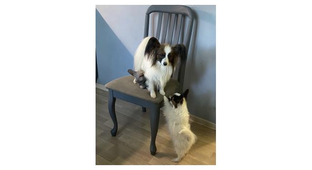 Щенки папийона (папильона) в питомнике Бон Плезир Щенки папийона (папильона) в питомнике Бон Плезир