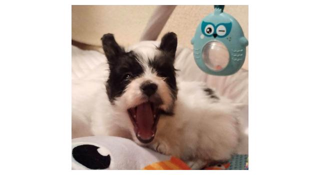 Щенки папийона (папильона) в питомнике Бон Плезир Щенки папийона (папильона) в питомнике Бон Плезир