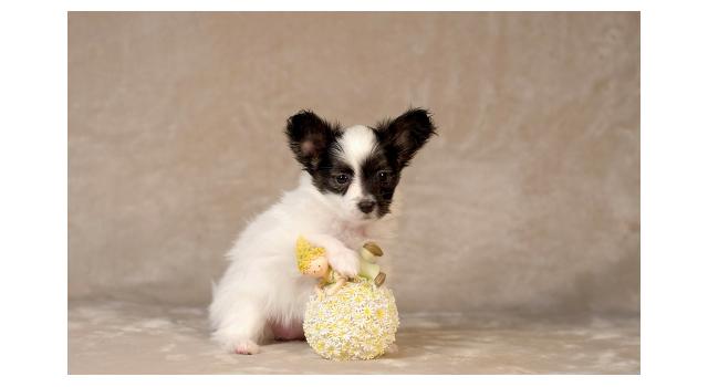 Щенки папийона (папильона) в питомнике Бон Плезир Щенки папийона (папильона) в питомнике Бон Плезир