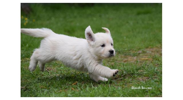 Puppies of papillon in Bon Plaisir Kennel Puppies of papillon in Bon Plaisir Kennel