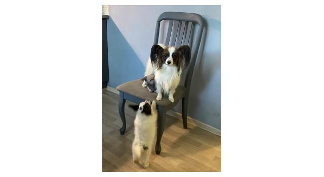 Щенки папийона (папильона) в питомнике Бон Плезир Щенки папийона (папильона) в питомнике Бон Плезир