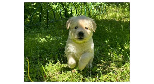 Щенки папийона (папильона) в питомнике Бон Плезир Щенки папийона (папильона) в питомнике Бон Плезир