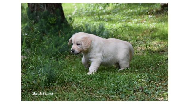 Щенки папийона (папильона) в питомнике Бон Плезир Щенки папийона (папильона) в питомнике Бон Плезир