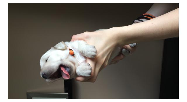 Щенки папийона (папильона) в питомнике Бон Плезир Щенки папийона (папильона) в питомнике Бон Плезир