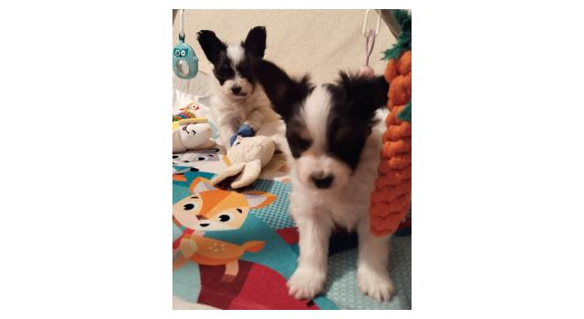 Щенки папийона (папильона) в питомнике Бон Плезир Щенки папийона (папильона) в питомнике Бон Плезир