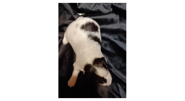 Щенки папийона (папильона) в питомнике Бон Плезир Щенки папийона (папильона) в питомнике Бон Плезир