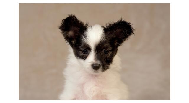 Щенки папийона (папильона) в питомнике Бон Плезир Щенки папийона (папильона) в питомнике Бон Плезир