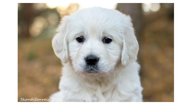 Щенки папийона (папильона) в питомнике Бон Плезир Щенки папийона (папильона) в питомнике Бон Плезир