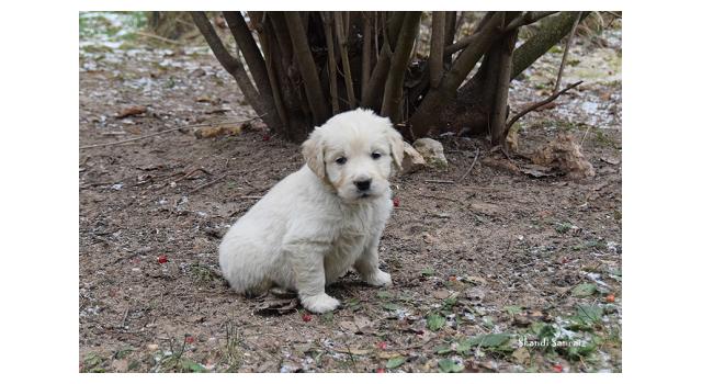 Щенки папийона (папильона) в питомнике Бон Плезир Щенки папийона (папильона) в питомнике Бон Плезир