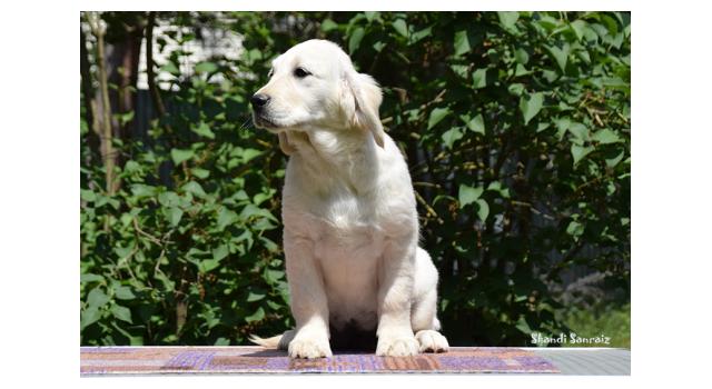 Puppies of papillon in Bon Plaisir Kennel Puppies of papillon in Bon Plaisir Kennel