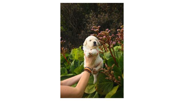 Щенки папийона (папильона) в питомнике Бон Плезир Щенки папийона (папильона) в питомнике Бон Плезир