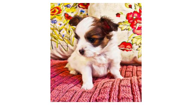 Щенки папийона (папильона) в питомнике Бон Плезир Щенки папийона (папильона) в питомнике Бон Плезир