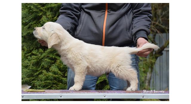 Puppies of papillon in Bon Plaisir Kennel Puppies of papillon in Bon Plaisir Kennel