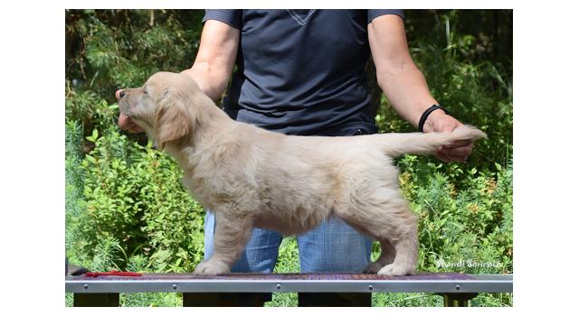 Щенки папийона (папильона) в питомнике Бон Плезир Щенки папийона (папильона) в питомнике Бон Плезир