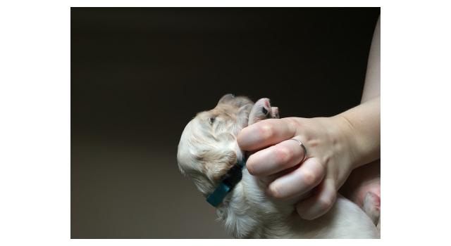 Щенки папийона (папильона) в питомнике Бон Плезир Щенки папийона (папильона) в питомнике Бон Плезир